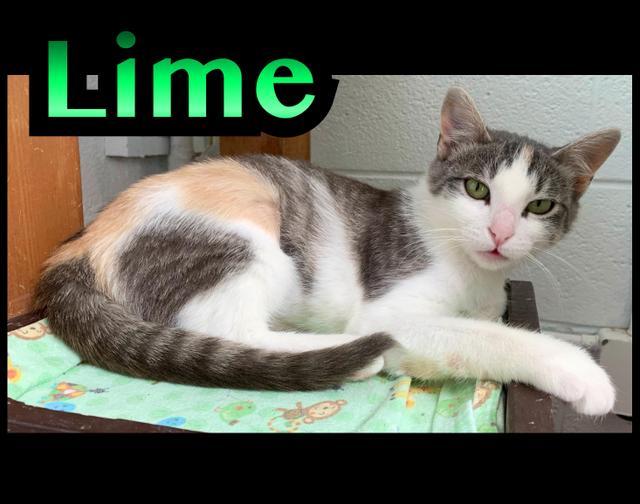 Lime, an adoptable Domestic Short Hair in Sandy, UT, 84070 | Photo Image 1