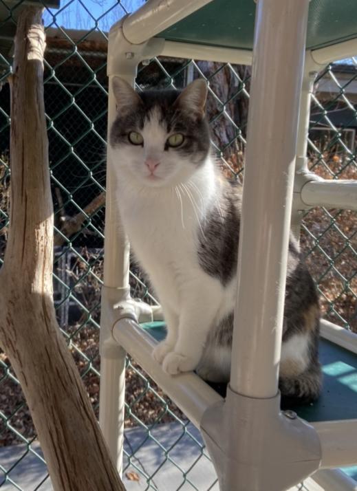 Lime, an adoptable Domestic Short Hair in Sandy, UT, 84070 | Photo Image 2