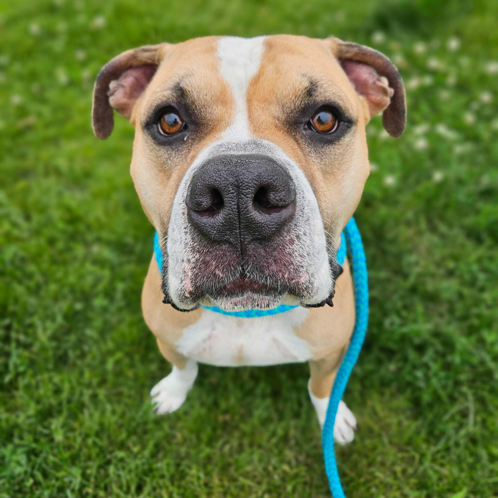 Murdock, an adoptable Mixed Breed in Davenport, IA, 52804 | Photo Image 1