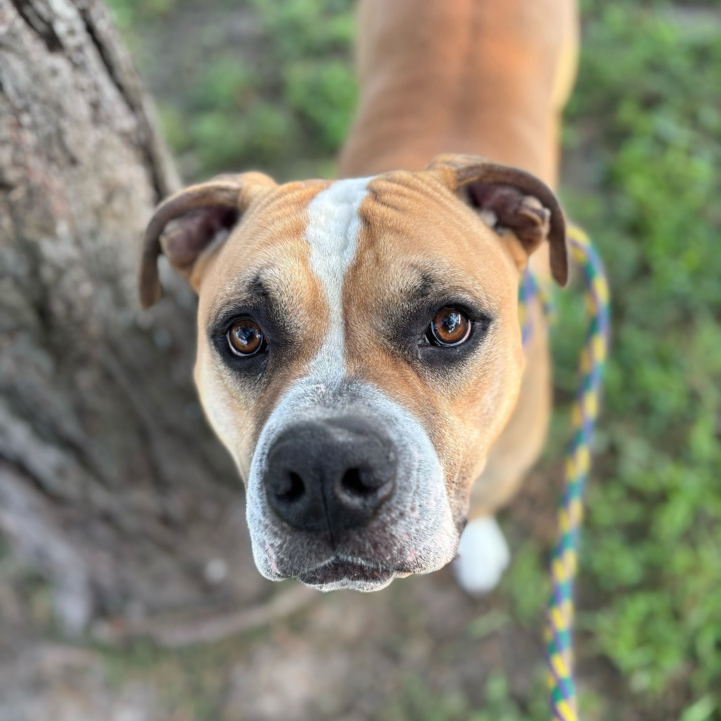Murdock, an adoptable Mixed Breed in Davenport, IA, 52804 | Photo Image 1