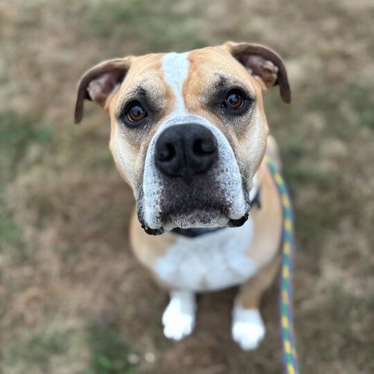 Murdock, an adoptable Mixed Breed in Davenport, IA, 52804 | Photo Image 1