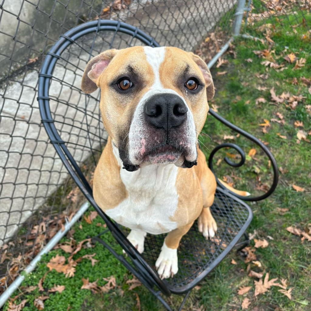 Murdock, an adoptable Mixed Breed in Davenport, IA, 52804 | Photo Image 2
