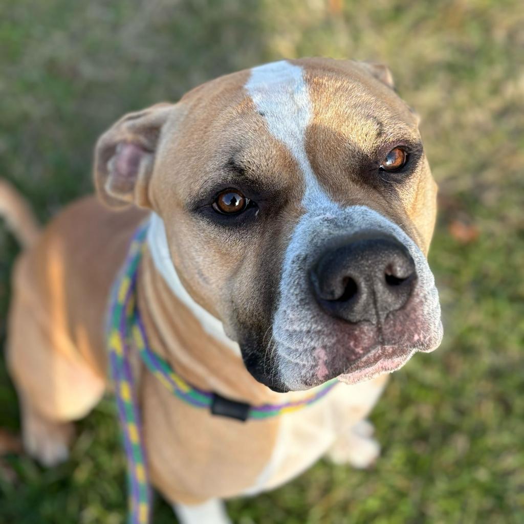 Murdock, an adoptable Mixed Breed in Davenport, IA, 52804 | Photo Image 3