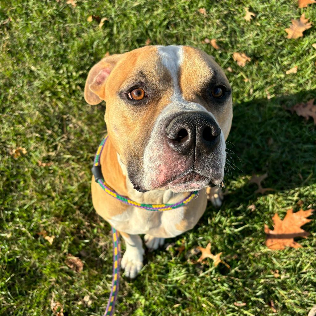 Murdock, an adoptable Mixed Breed in Davenport, IA, 52804 | Photo Image 4