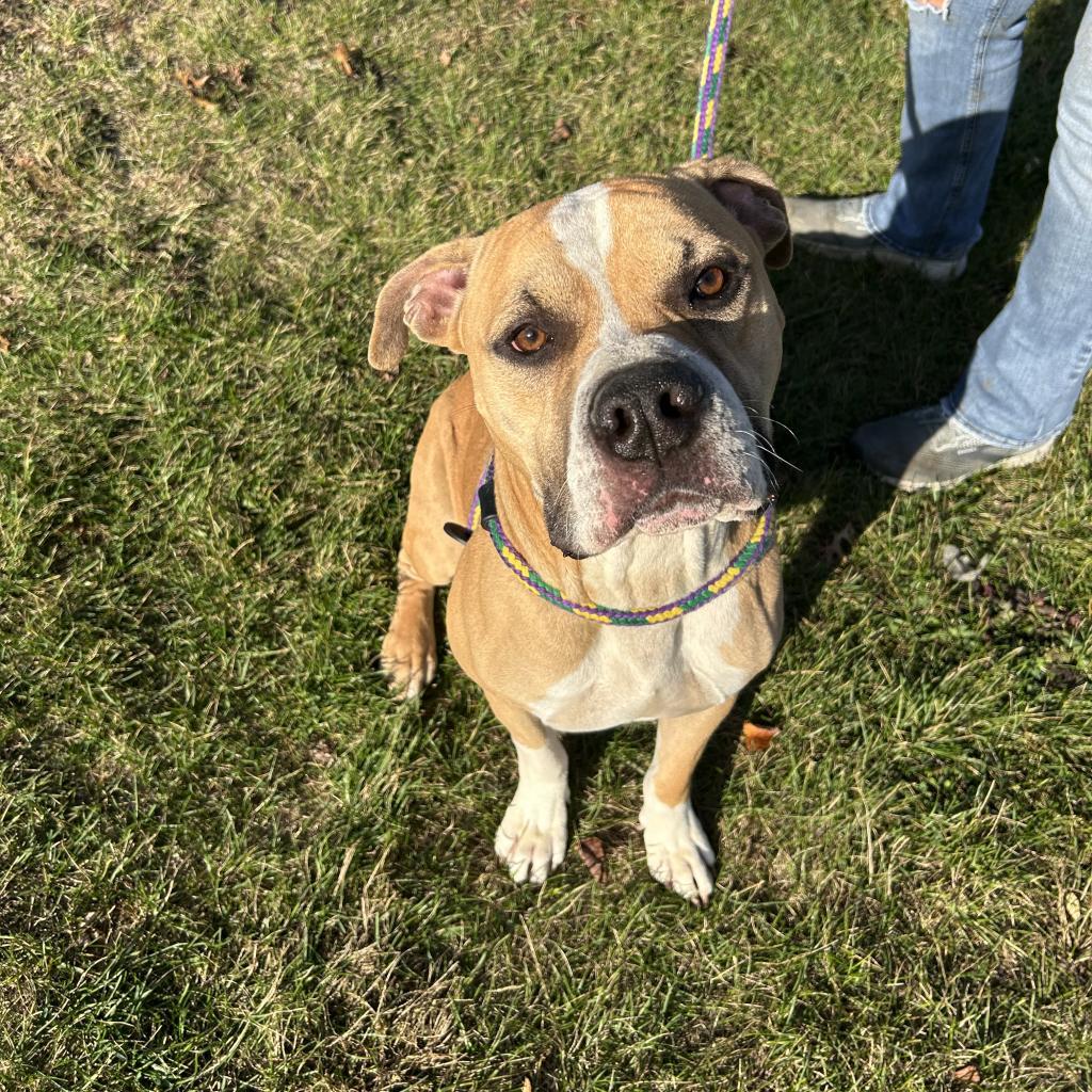 Murdock, an adoptable Mixed Breed in Davenport, IA, 52804 | Photo Image 5