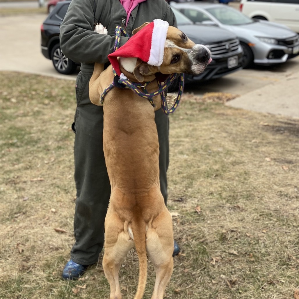 Murdock, an adoptable Mixed Breed in Davenport, IA, 52804 | Photo Image 6