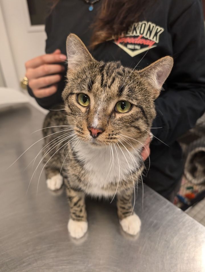 Cat for adoption Scampi, a Domestic Short Hair Mix in Fall River, MA Petfinder