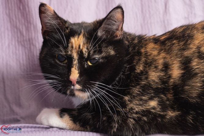 Cat for adoption Nina, a Domestic Short Hair in Alexandria, VA