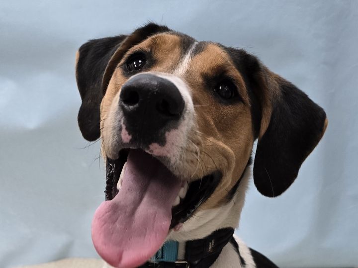 Dog for adoption Mimo, a Treeing Walker Coonhound & Beagle Mix in