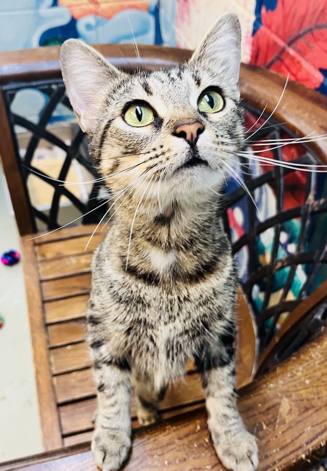 Cat for adoption Strawberry, a Domestic Short Hair in Savannah, GA