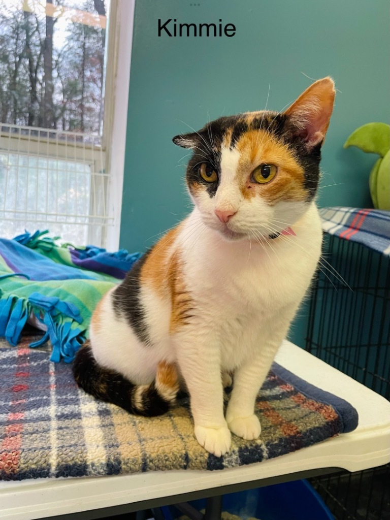 KIMMIE, an adoptable Domestic Short Hair in Muskegon, MI, 49442 | Photo Image 1