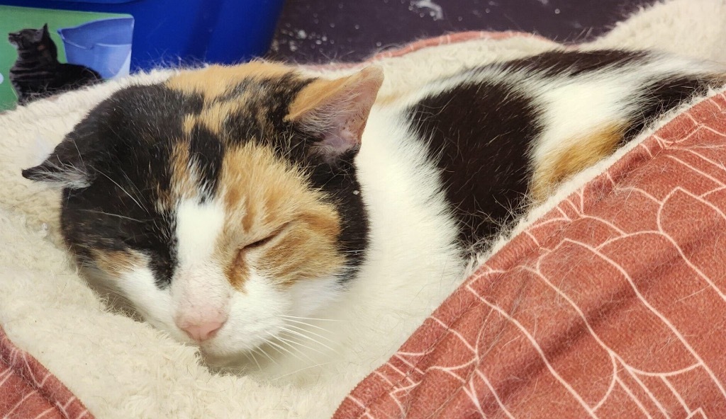 KIMMIE, an adoptable Domestic Short Hair in Muskegon, MI, 49442 | Photo Image 2