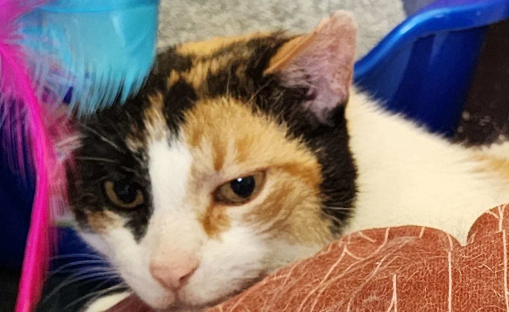 KIMMIE, an adoptable Domestic Short Hair in Muskegon, MI, 49442 | Photo Image 3