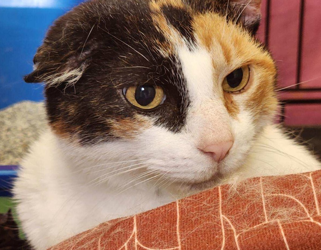 KIMMIE, an adoptable Domestic Short Hair in Muskegon, MI, 49442 | Photo Image 4