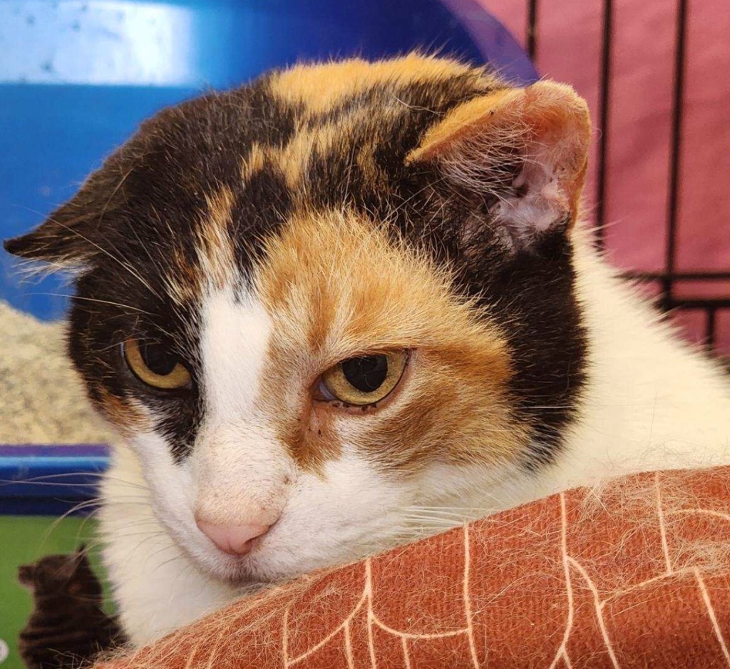 KIMMIE, an adoptable Domestic Short Hair in Muskegon, MI, 49442 | Photo Image 5