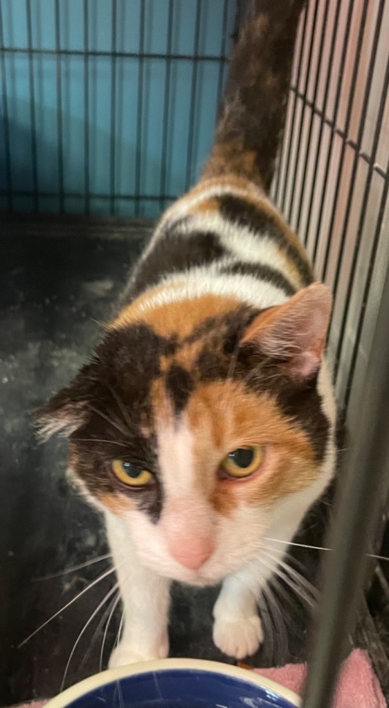KIMMIE, an adoptable Domestic Short Hair in Muskegon, MI, 49442 | Photo Image 6