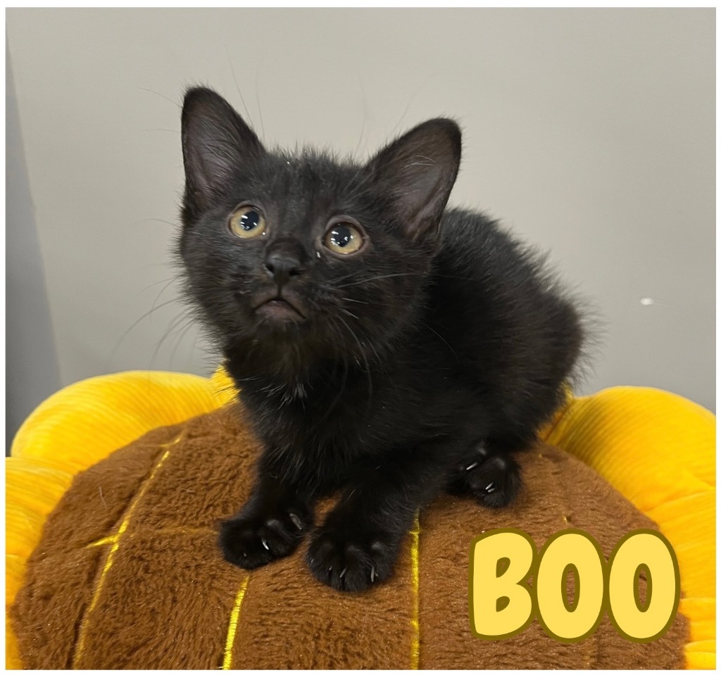 Cat for adoption Boo NN, a Domestic Short Hair Mix in Pierceton, IN