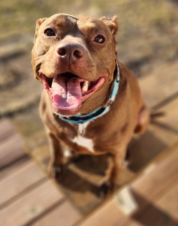 Sharon^^^^, an adoptable Mixed Breed in Pontiac, MI, 48341 | Photo Image 2