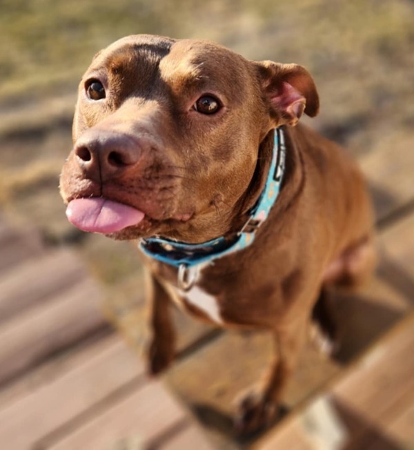 Sharon^^^^, an adoptable Mixed Breed in Pontiac, MI, 48341 | Photo Image 3