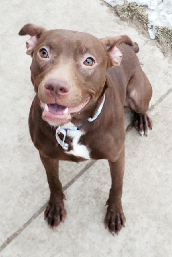 Sharon^^^^, an adoptable Mixed Breed in Pontiac, MI, 48341 | Photo Image 4