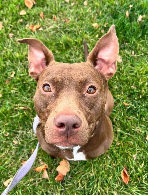 Sharon^^^^, an adoptable Mixed Breed in Pontiac, MI, 48341 | Photo Image 5