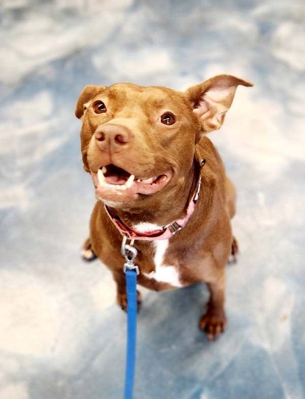 Sharon^^^^, an adoptable Mixed Breed in Pontiac, MI, 48341 | Photo Image 6