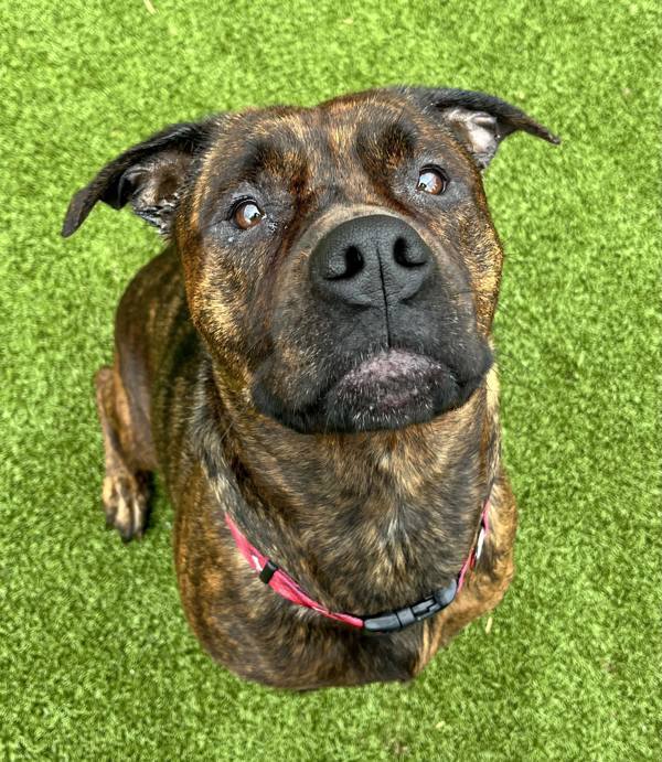 Vanessa, an adoptable Mixed Breed in Pontiac, MI, 48341 | Photo Image 1