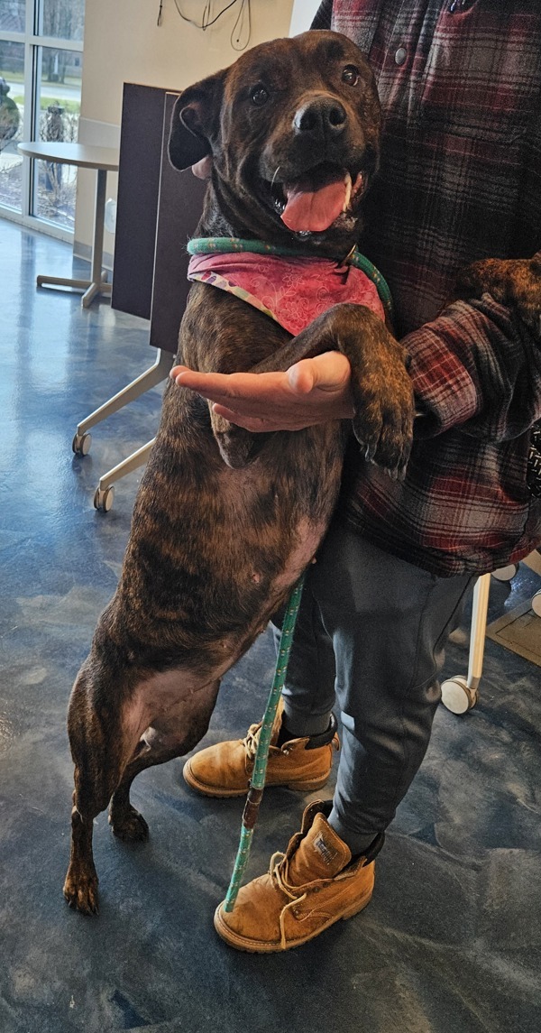 Vanessa, an adoptable Mixed Breed in Pontiac, MI, 48341 | Photo Image 2