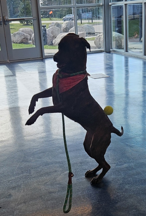 Vanessa, an adoptable Mixed Breed in Pontiac, MI, 48341 | Photo Image 3