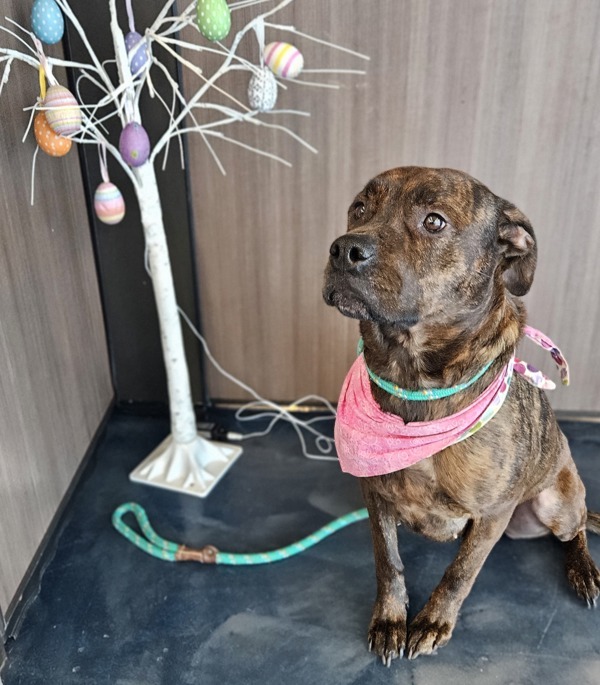 Vanessa, an adoptable Mixed Breed in Pontiac, MI, 48341 | Photo Image 4