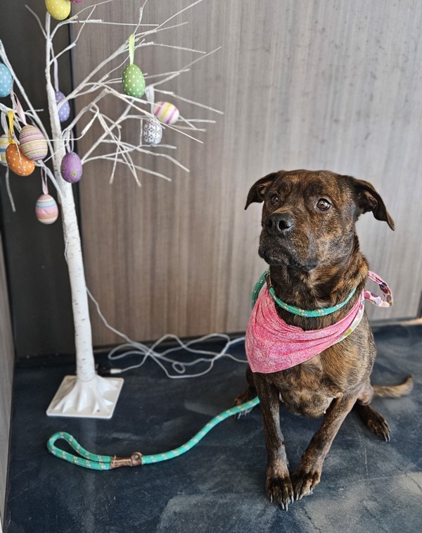 Vanessa, an adoptable Mixed Breed in Pontiac, MI, 48341 | Photo Image 5