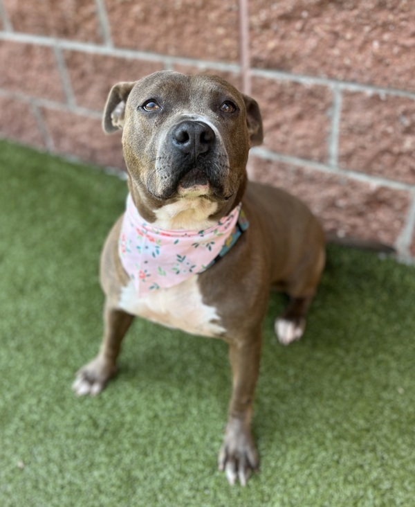 Dunkaroo, an adoptable Mixed Breed in Pontiac, MI, 48341 | Photo Image 1