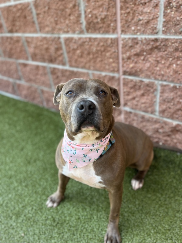 Dunkaroo, an adoptable Mixed Breed in Pontiac, MI, 48341 | Photo Image 2