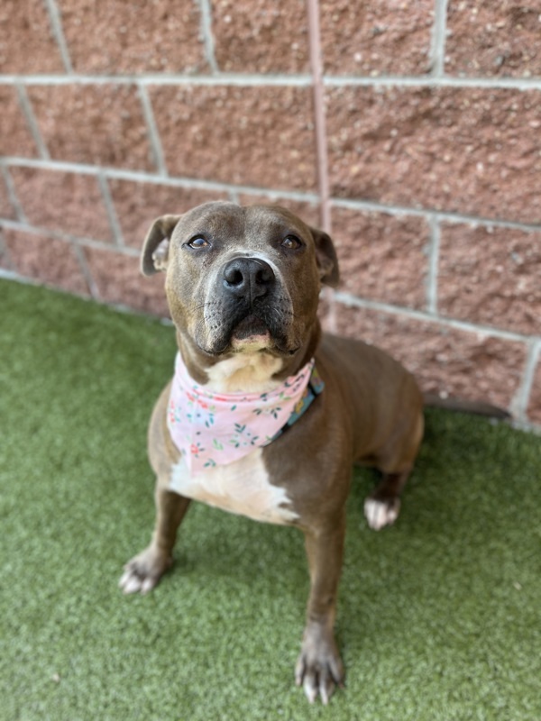 Dunkaroo, an adoptable Mixed Breed in Pontiac, MI, 48341 | Photo Image 3