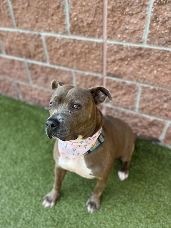 Dunkaroo, an adoptable Mixed Breed in Pontiac, MI, 48341 | Photo Image 4