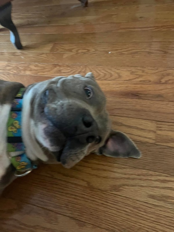 Dunkaroo, an adoptable Mixed Breed in Pontiac, MI, 48341 | Photo Image 6