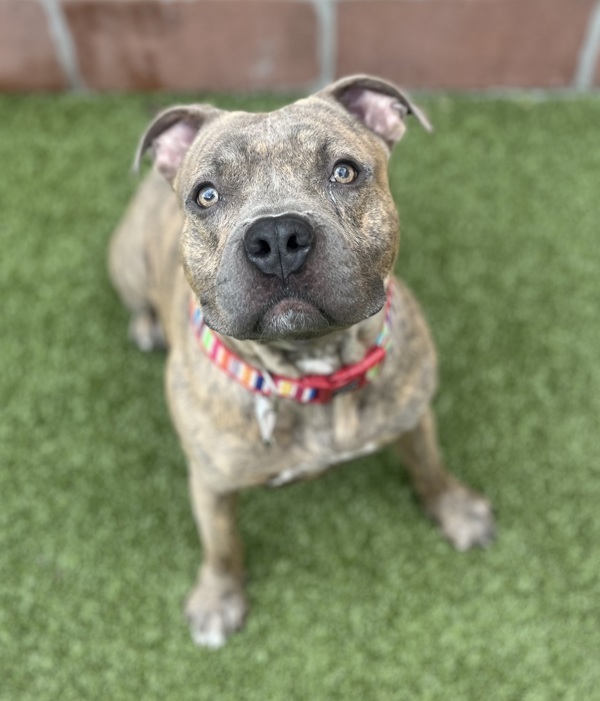 Froggy, an adoptable Mixed Breed in Pontiac, MI, 48341 | Photo Image 1