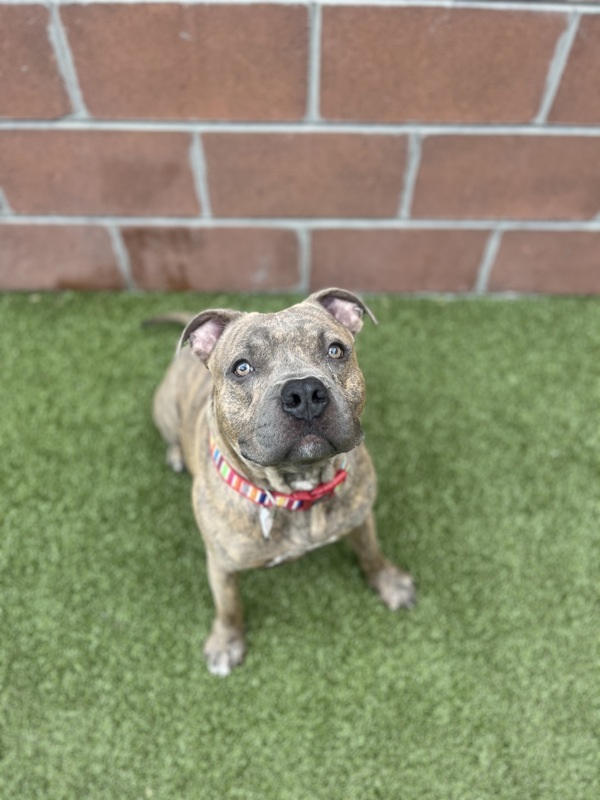 Froggy, an adoptable Mixed Breed in Pontiac, MI, 48341 | Photo Image 2