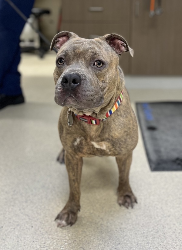 Froggy, an adoptable Mixed Breed in Pontiac, MI, 48341 | Photo Image 4