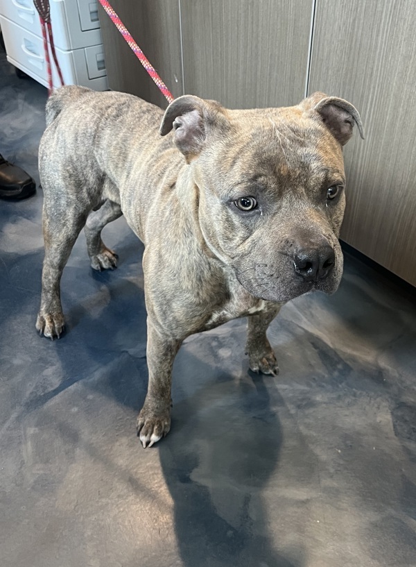 Froggy, an adoptable Mixed Breed in Pontiac, MI, 48341 | Photo Image 5