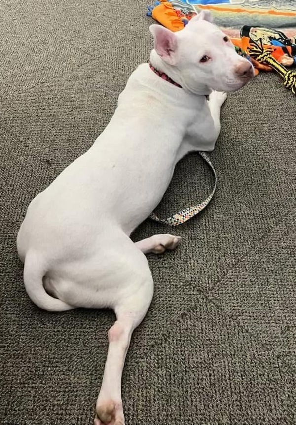 Rose Marie, an adoptable Mixed Breed in Pontiac, MI, 48341 | Photo Image 1