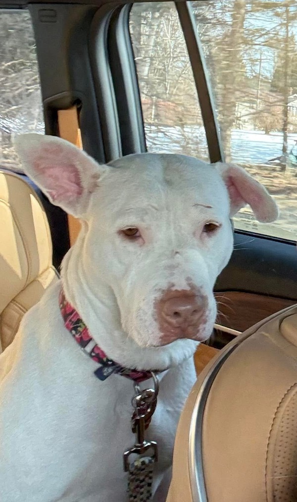 Rose Marie, an adoptable Mixed Breed in Pontiac, MI, 48341 | Photo Image 2