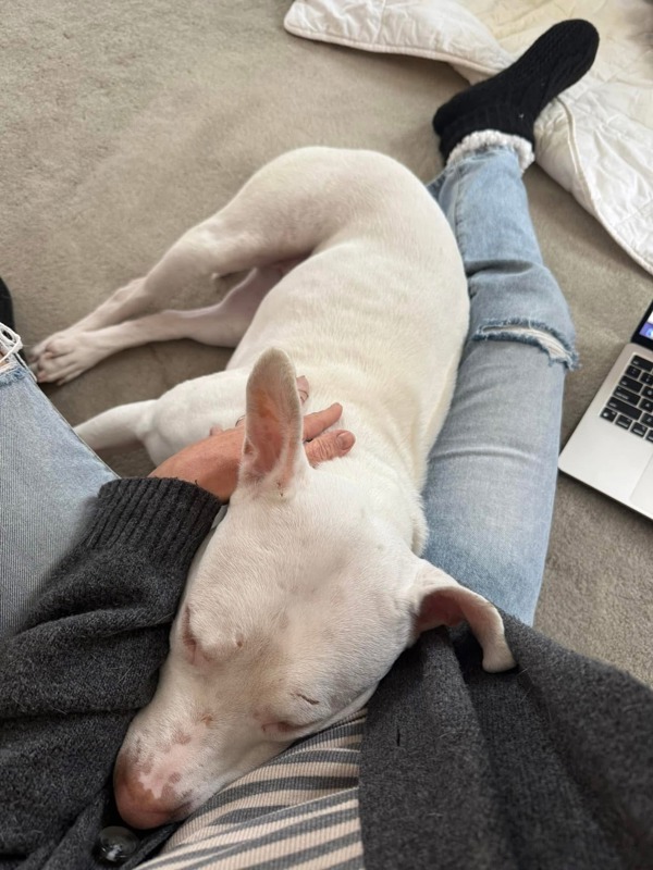 Rose Marie, an adoptable Mixed Breed in Pontiac, MI, 48341 | Photo Image 3