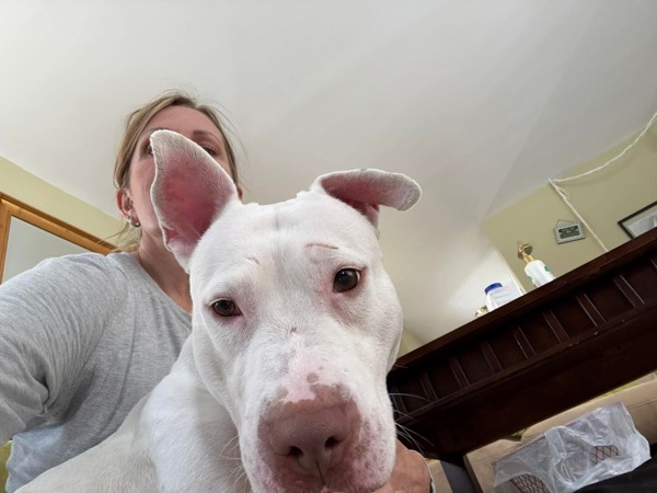 Rose Marie, an adoptable Mixed Breed in Pontiac, MI, 48341 | Photo Image 4