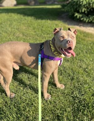 Dale, Adult Male Mixed Breed