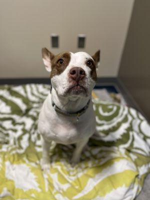 Spritz, Adult Female Mixed Breed