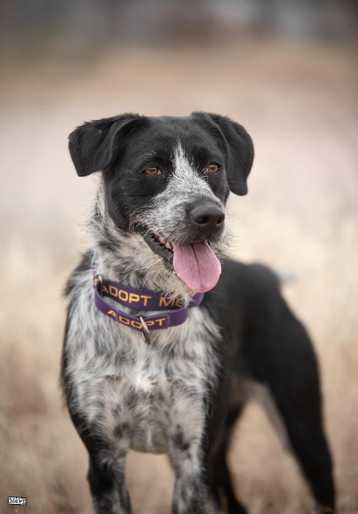 Marley, an adoptable Australian Cattle Dog / Blue Heeler, Mixed Breed in Gillette, WY, 82716 | Photo Image 1