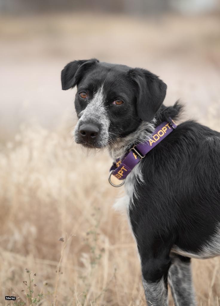 Marley, an adoptable Australian Cattle Dog / Blue Heeler, Mixed Breed in Gillette, WY, 82716 | Photo Image 3