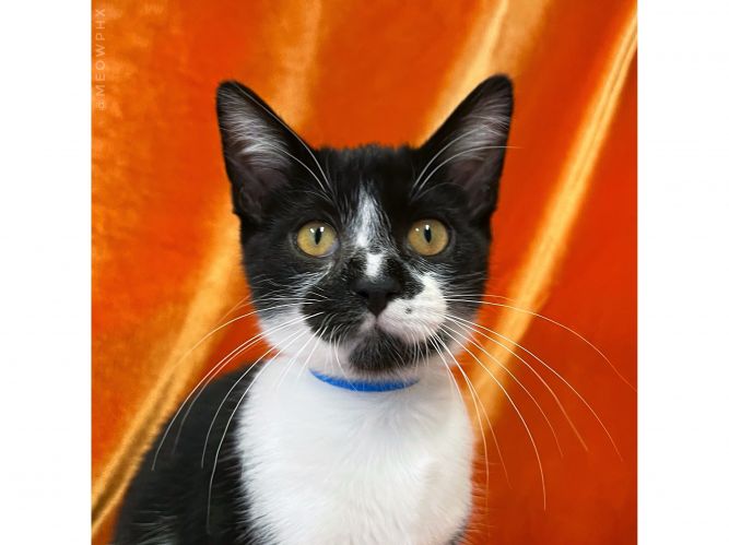 Cat for adoption Paublo, a Domestic Short Hair in Phoenix, AZ Petfinder