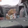 Miss Piggy photo 4